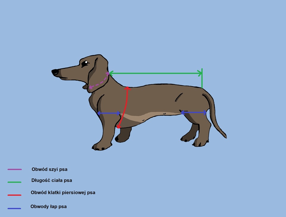 Hvordan skal man måle en hund for at vælge tøjet korrekt?